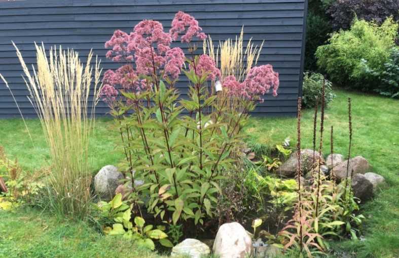 Eksempel på regnbed i haven