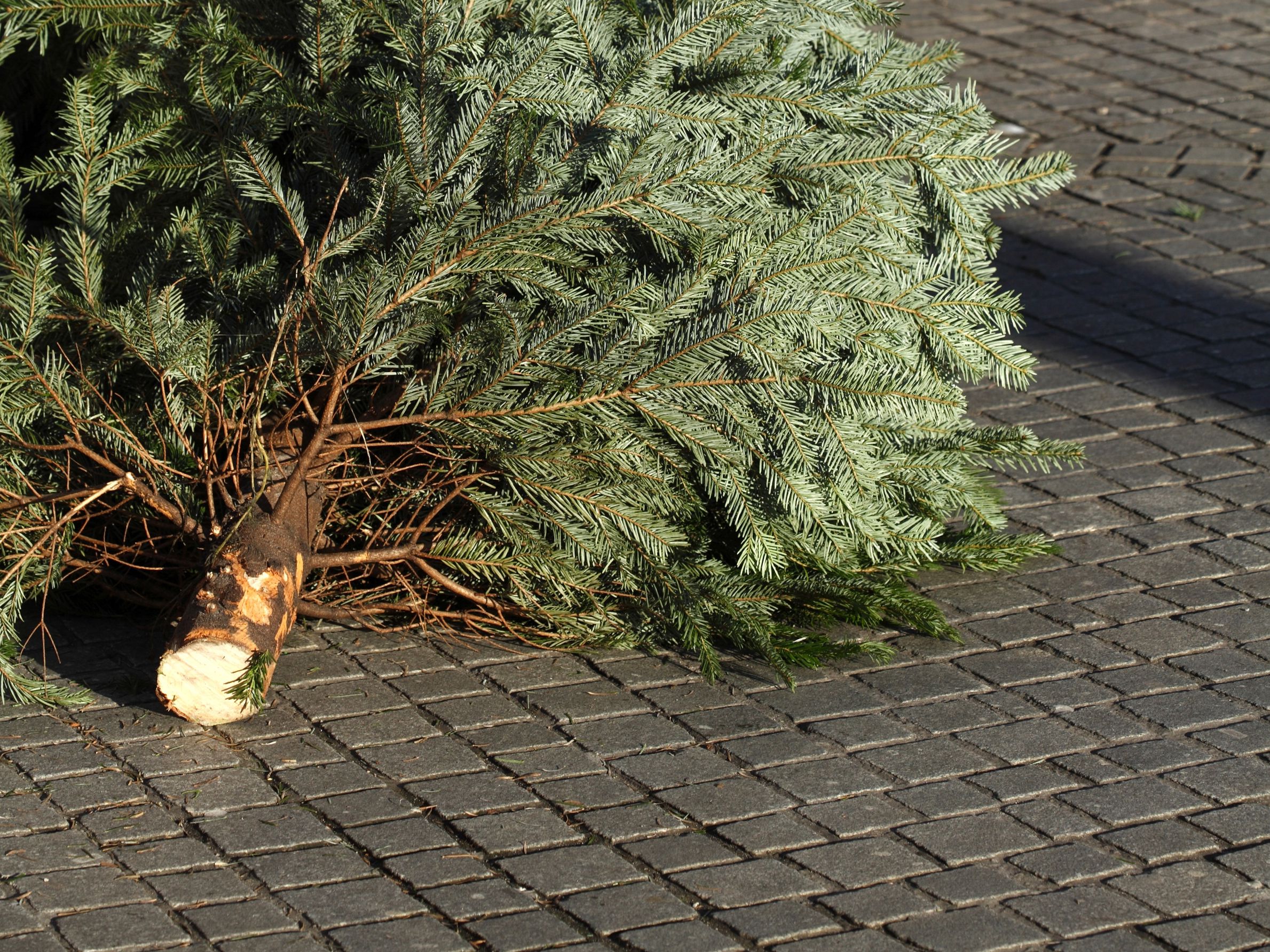 Kasseret juletræ, der ligger på en brostensbelagt gade