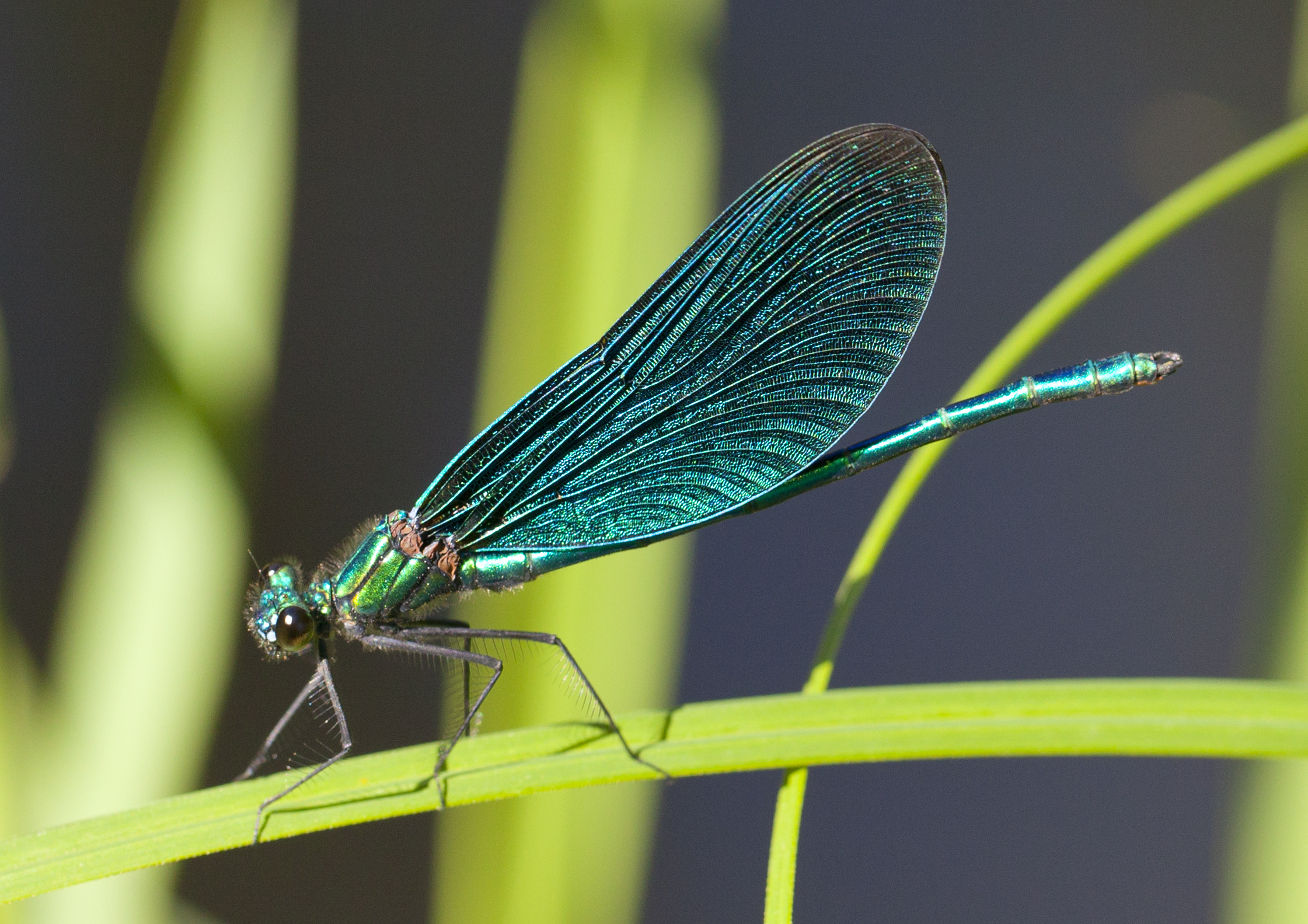 Blååret Pragtvandnymfe