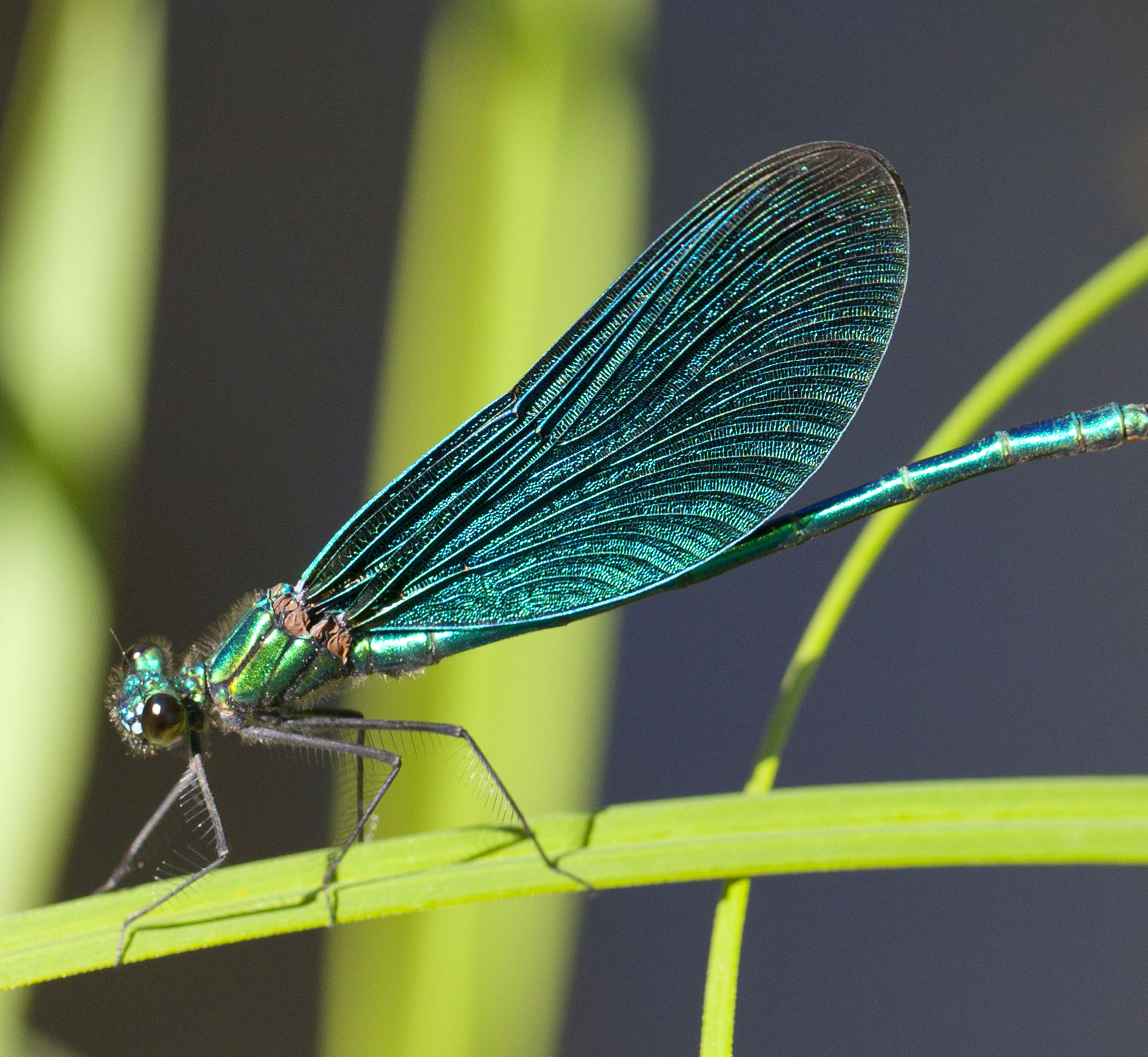 Blååret Pragtvandnymfe