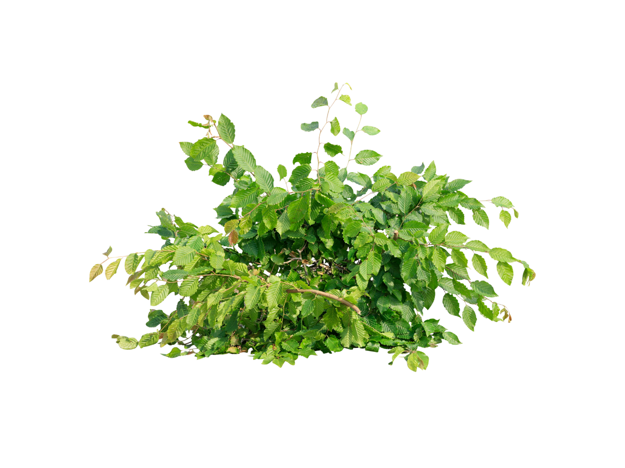 aveaffald - afskårne grene og blade